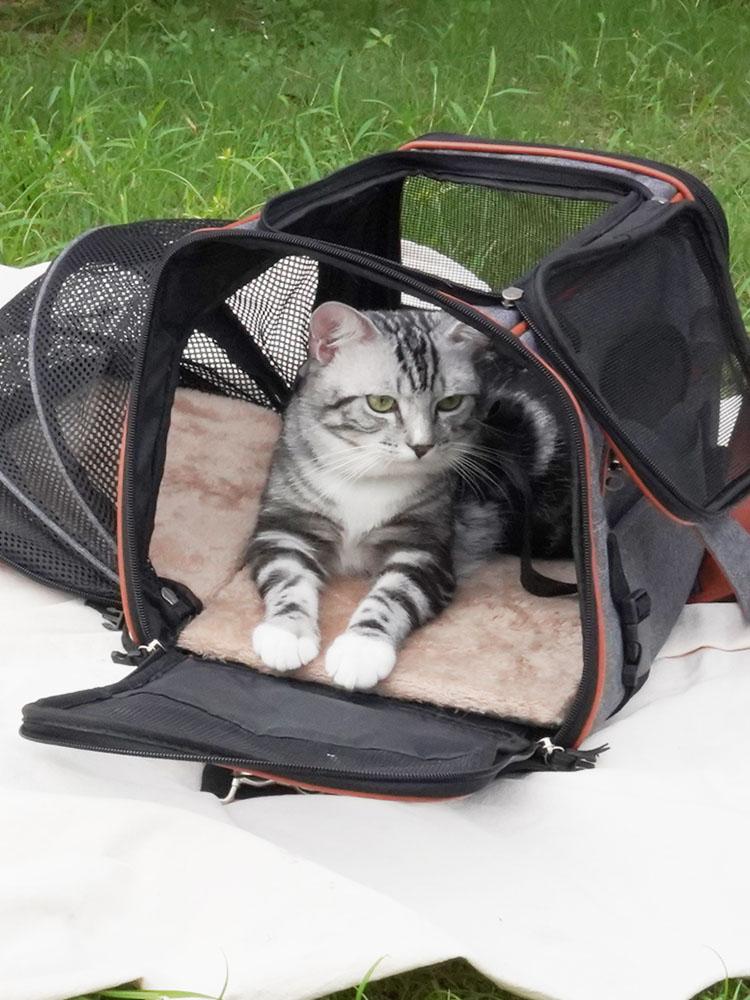 Cat carrier Expandable Pet travel Airline approved Shoulder Straps